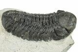 Detailed Austerops Trilobite - Ofaten, Morocco #287577-1